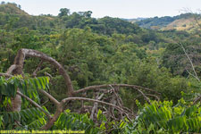 view of ylang-ylang plantation